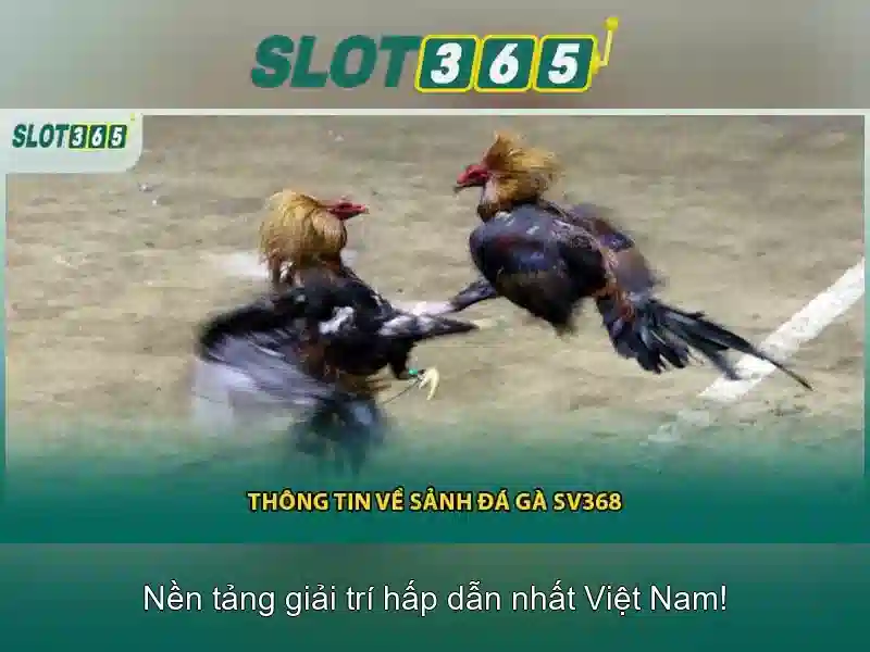 Slot365 – Đánh giá và hướng dẫn chơi máy xèng trực tuyến