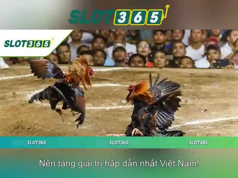 Slot365 - Khám phá nền tảng trò chơi máy đánh bạc trực tuyến